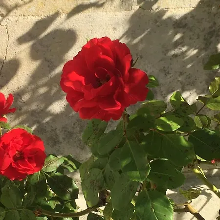 Bed & Breakfast Chez Savary